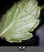 Border of a leaf/bottom side