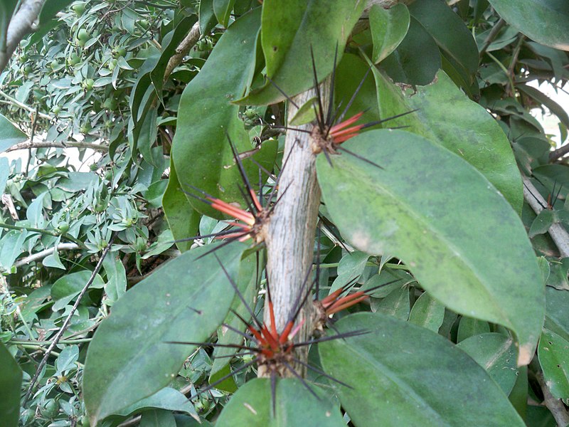 File:Espinhos do Ora-pro-nóbis!.jpg