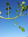 Stem with leaves