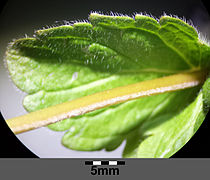 Leaf, upper side