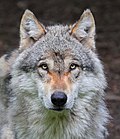 Thumbnail for File:Loup gris (Canis lupus ).jpg