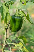 Bell Peppers (Capsicum annuum)