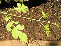 Jasminum grandiflorum