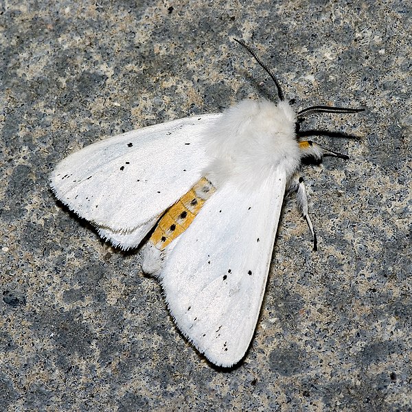 File:Spilosoma.lubricipeda.7185.jpg