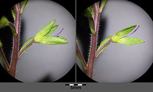 Unripe fruit, on the right front sepals removed