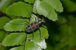 Thumbnail for File:Cicindela duponti-Kadavoor-2016-06-17-001.jpg