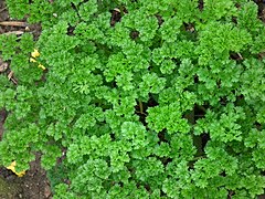 Parsley (Petroselinum crispum)