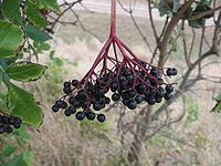 Sambucus nigra: Black berries