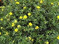 Cultivated from seed origin Upper Teesdale (type locality of the species)