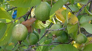 Guavas (Psidium guajava)