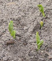 Seedlings