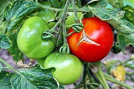 Tomatoes (Solanum lycopersicum) only with very much watering