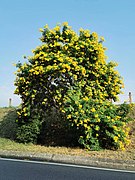 Tecoma stans (Yellow Trumpetbush)