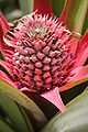 Pineapple Inflorescence, flowering Pineapple.