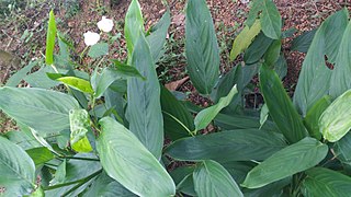 Arrowroot: leaves