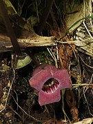 Asarum heterotropoides