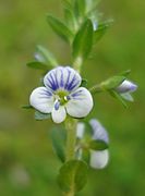 Veronica serpyllifolia