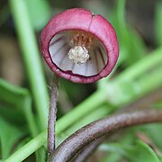 Asarum caulescens