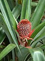 Pineapple Inflorescence, flowering Pineapple.