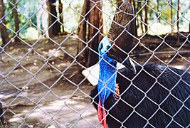 Cassowary, Hartleys Creek Zoo QUT-7270.jpg