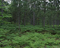 Forest, Seney NWR, Michigan