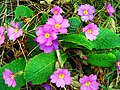 Primula vulgaris subsp. sibthorpii