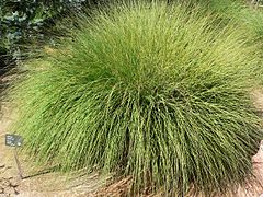 Muhlenbergia rigens (Deer Grass)