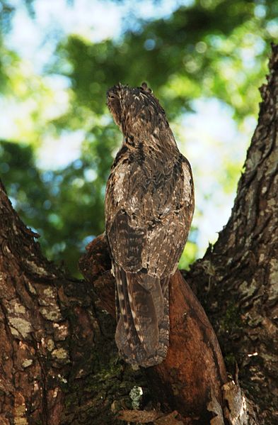 File:Bird Brasil 2009-2.jpg