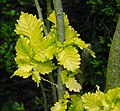 Ulmus x hollandica 'Wredei'