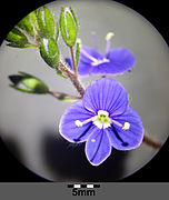 Inflorescence / flower