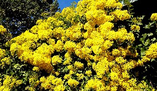 Senecio tamoides (Canary Creeper)