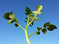 Stem with leaves