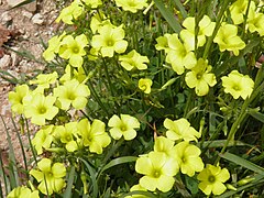 Oxalis pes-caprae (Bermuda Buttercup)