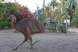 Burung Kasuari Werur.jpg