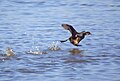 Winter plumage, running on water; Viladecans, Barcelona, Spain