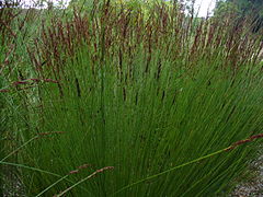 Elegia tectorum (Cape Rush Grass, Chondropetalum tectorum)