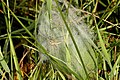 Pisaura mirabilis nursery tent