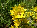 Lysimachia verticillaris