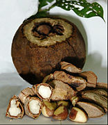 Brazil nuts (Bertholletia excelsa)