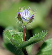 Veronica hederifolia