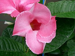 Mandevilla (Rock Trumpet)