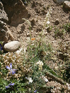 Reseda glauca