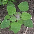 Ovoid leaves; Netherlands