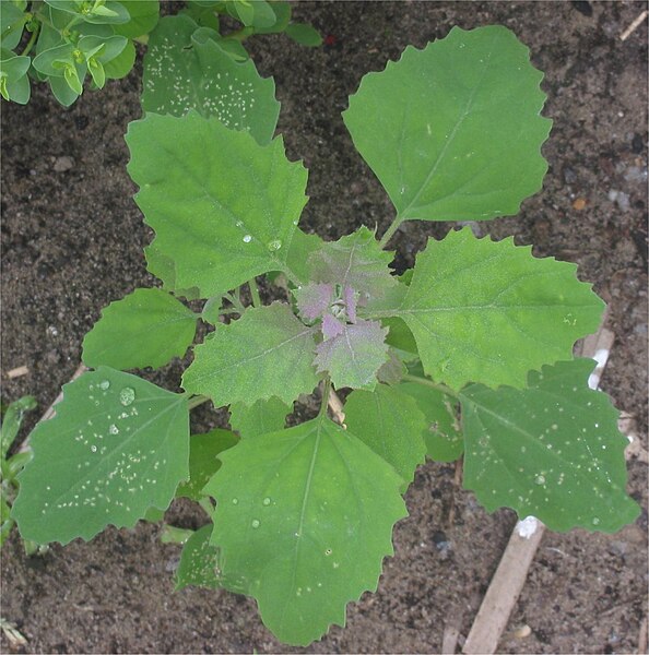 File:Melganzenvoet eironde bladeren Chenopodium album.jpg