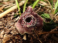 Asarum muramatsui