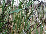 Gras in den Dünen