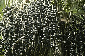 Açaí (Euterpe oleracea)