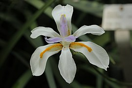 Dietes iridioides (Wild Iris, African Iris)