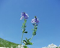 Veronica orsiniana