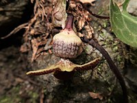 Asarum asperum